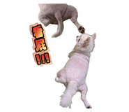 819884889