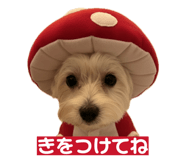 819937976