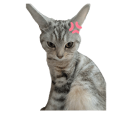 820464544