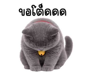 ลายที่ 29