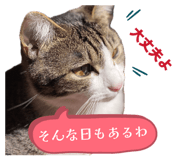 820593037
