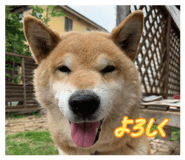 820809501
