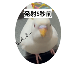 820881184