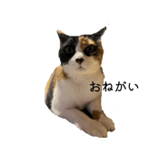 821031811