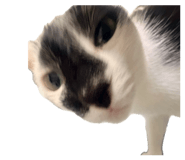821034515