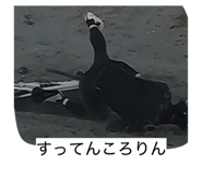821204287