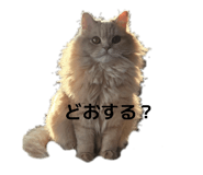 821205304