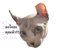 821251212