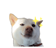 821279954