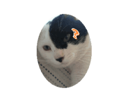 821366897