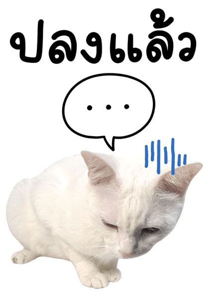 สโนว์ เจ้าแมวขาว รูปที่ 15