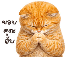 ลายที่ 3