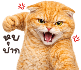 ลายที่ 9