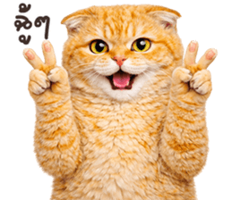 ลายที่ 11