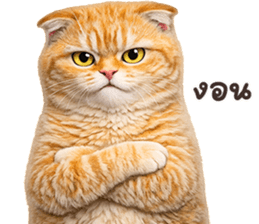 ลายที่ 15