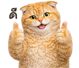 ลายที่ 17