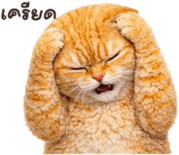 ลายที่ 19