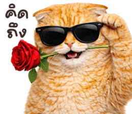 ลายที่ 25