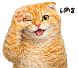 ลายที่ 27