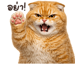 ลายที่ 29