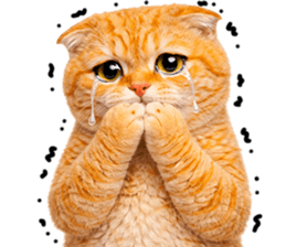 ลายที่ 35