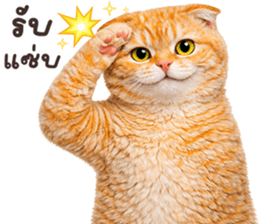 ลายที่ 37