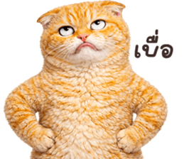 ลายที่ 39