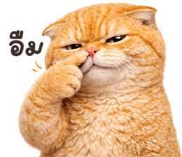 ลายที่ 41