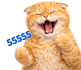 ลายที่ 43