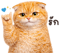 ลายที่ 49