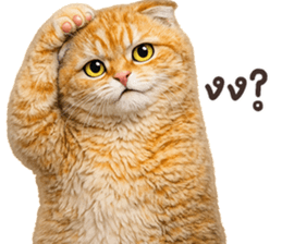 ลายที่ 51