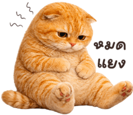 ลายที่ 61