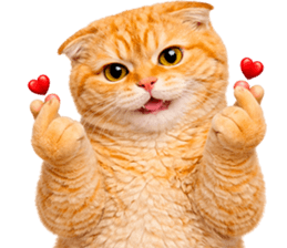 ลายที่ 67