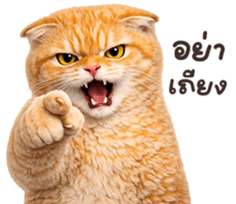 ลายที่ 69