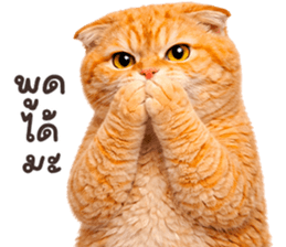 ลายที่ 73