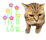 822504217