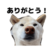 822554813