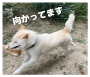 822554841