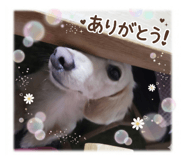 822761667
