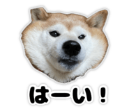 822790879