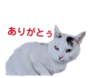 822807400