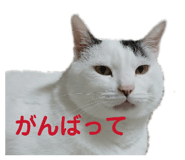 822807403