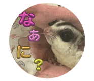 822822951