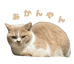 822981586
