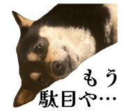 823033753
