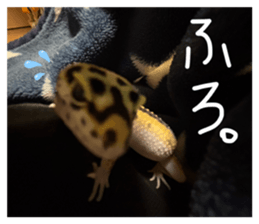 823062631