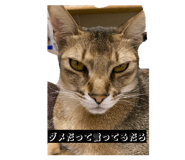 823065004