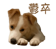 823082580