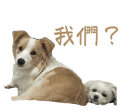 823082581