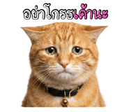 823115116